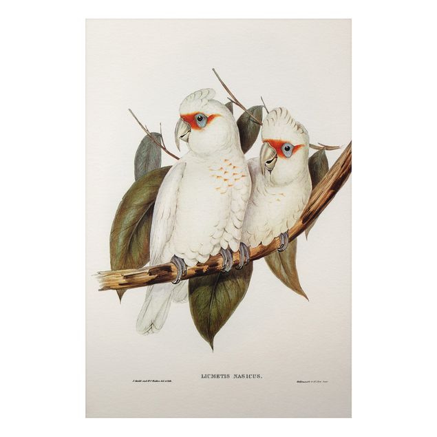 Wanddeko Flur Vintage Illustration Weißer Kakadu