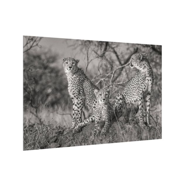 Wanddeko Fotografie Drei Geparden