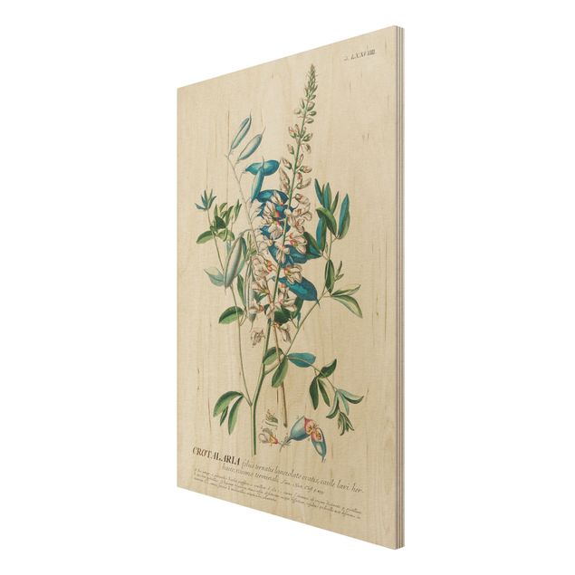Wohndeko Blume Vintage Botanik Illustration Hülsenfrüchte