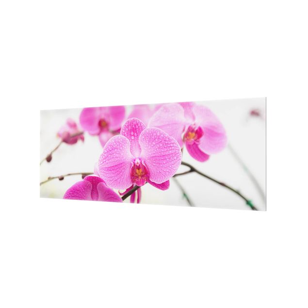 Wanddeko pink Nahaufnahme Orchidee