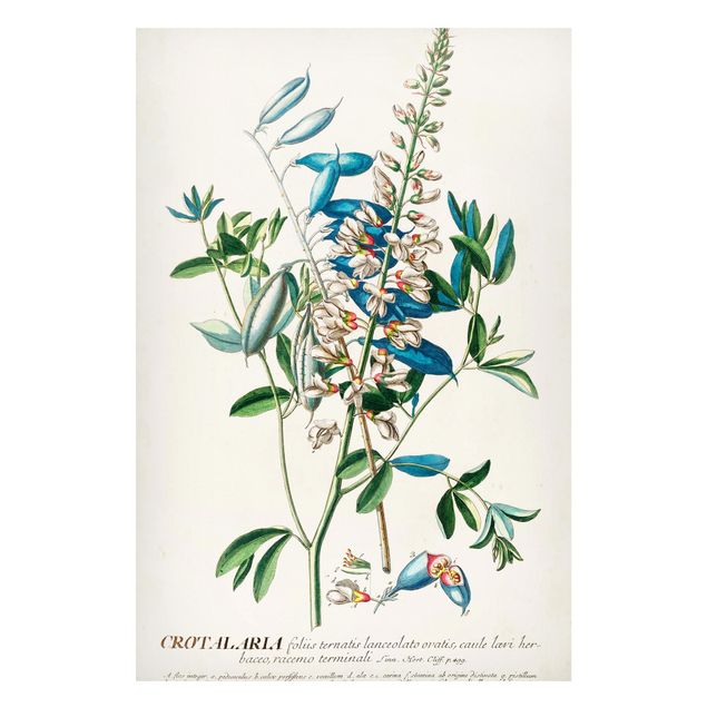 Wanddeko Blume Vintage Botanik Illustration Hülsenfrüchte