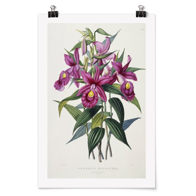 Wanddeko Flur Maxim Gauci - Orchidee I