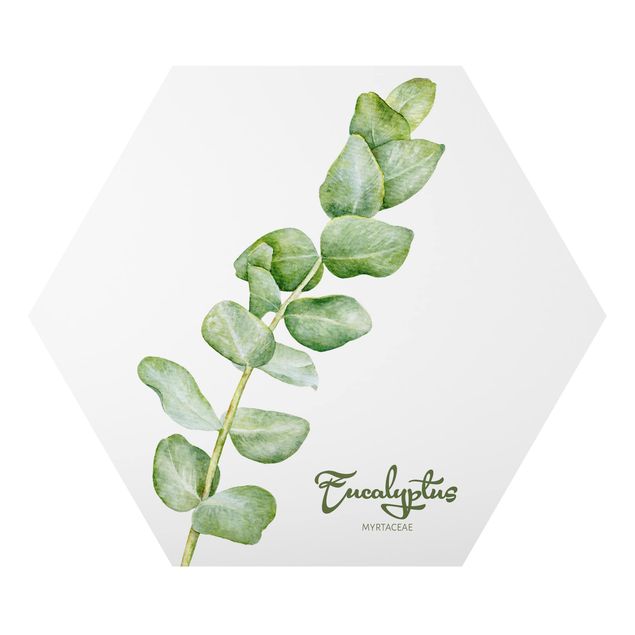Wanddeko Pflanzen Aquarell Botanik Eukalyptus