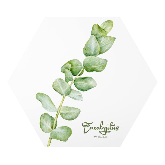 Wohndeko Pflanzen Aquarell Botanik Eukalyptus