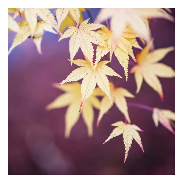 Wanddeko Japan Herbstlicher Ahorn