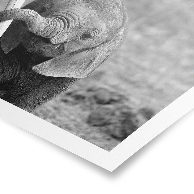 Wanddeko Büro Elefantenbaby