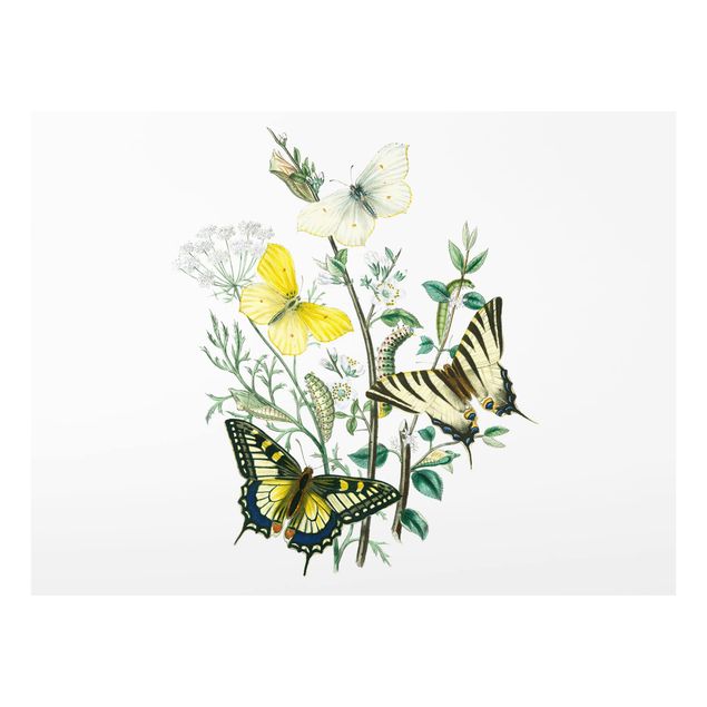 Wanddeko weiß Britische Schmetterlinge III