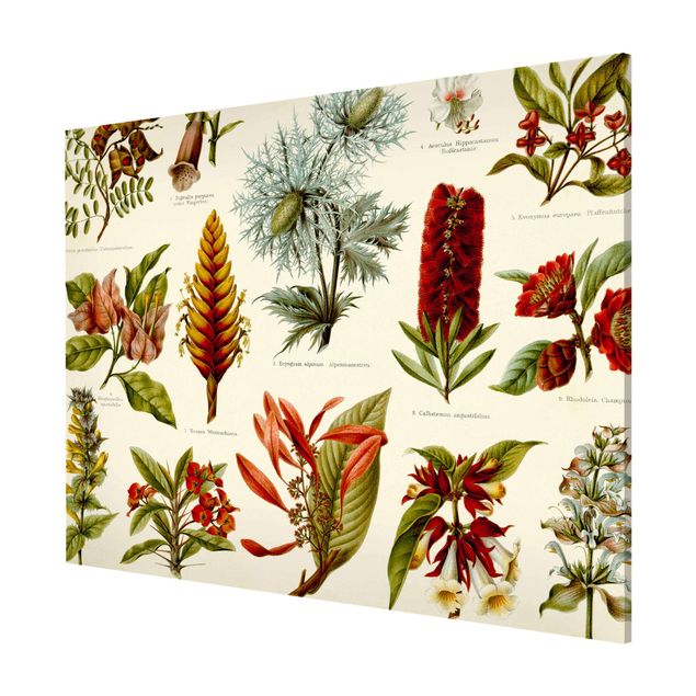 Wanddeko Esszimmer Vintage Lehrtafel Tropische Botanik I