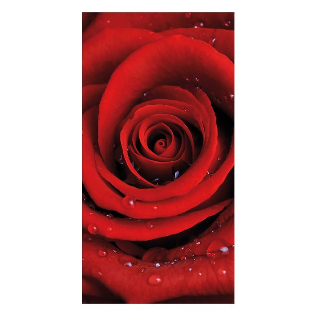 Wohndeko Rose Rote Rose mit Wassertropfen