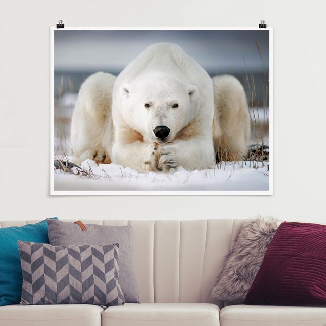 Wandbilder Bären Nachdenklicher Eisbär