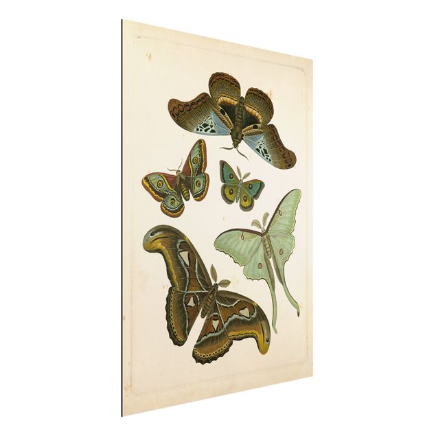 Wanddeko braun Vintage Illustration Exotische Schmetterlinge II