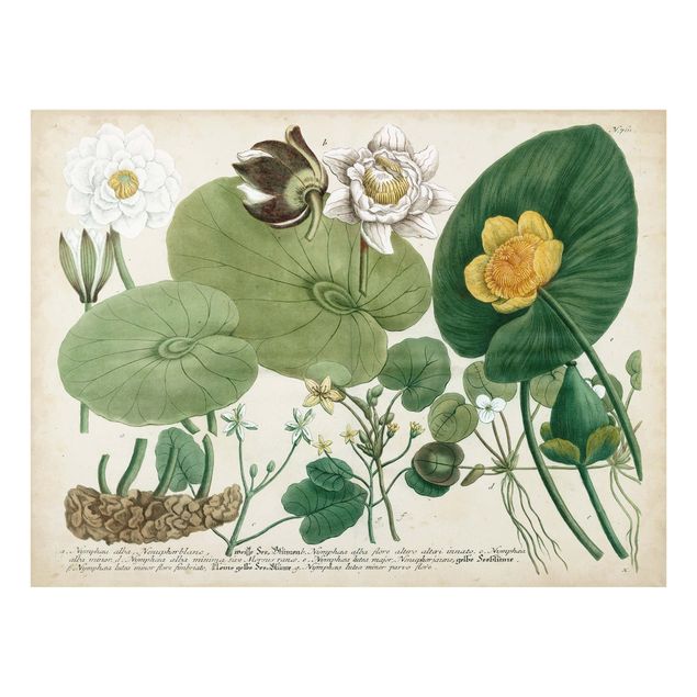 Wanddeko Illustration Vintage Illustration Weiße Wasserlilie