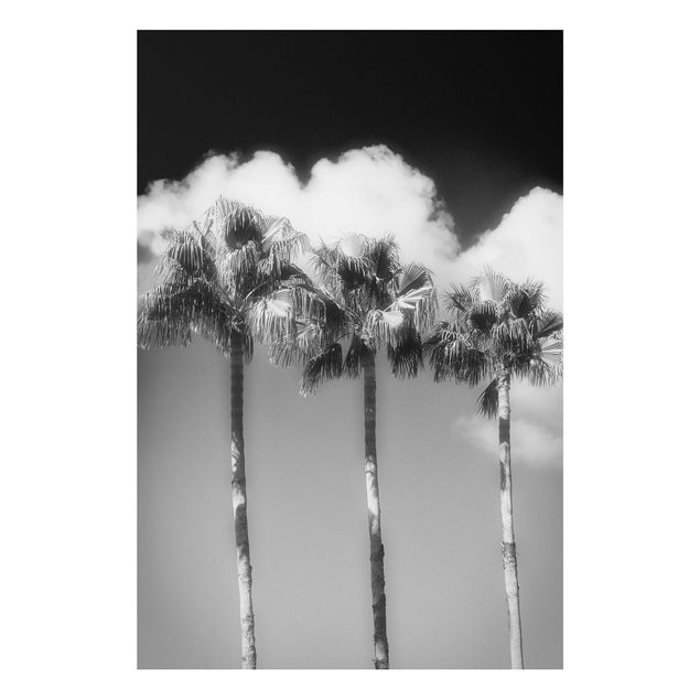 Wanddeko Flur Palmen vor Himmel Schwarz-Weiß
