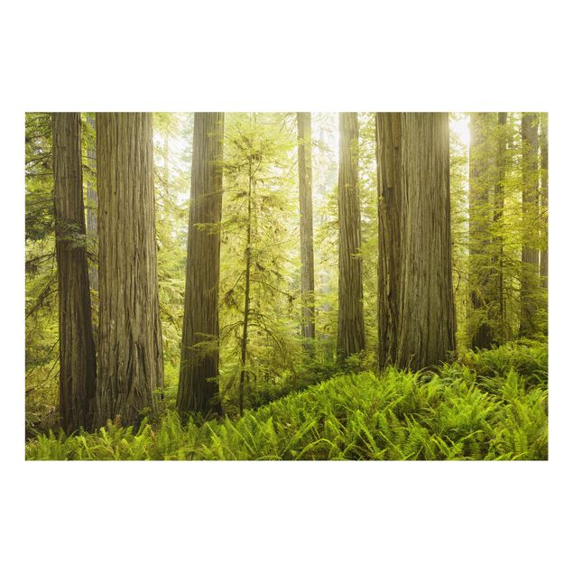 Wanddeko Bäume Redwood State Park Waldblick