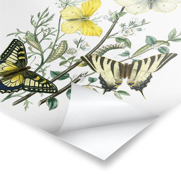 Wanddeko Esszimmer Britische Schmetterlinge III