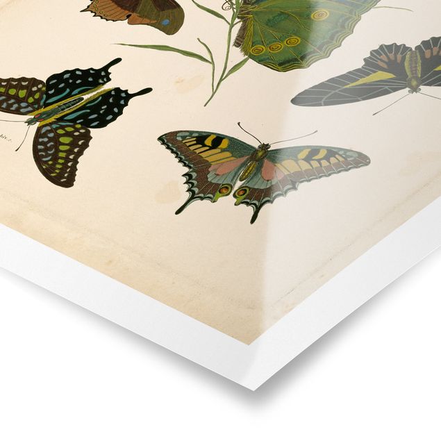 Wanddeko Treppenhaus Vintage Illustration Exotische Schmetterlinge