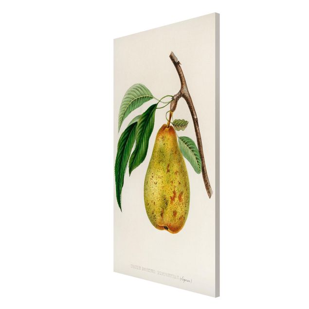 Wanddeko Esszimmer Botanik Vintage Illustration Gelbe Birne