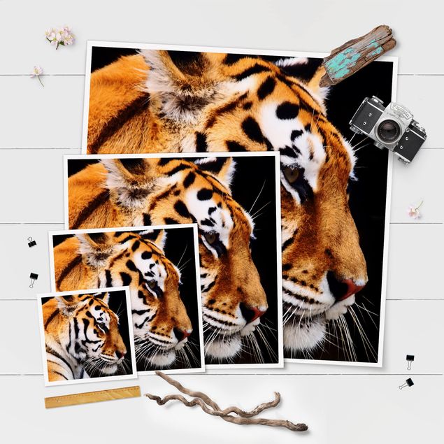 Wandbilder Tiger Tiger Schönheit