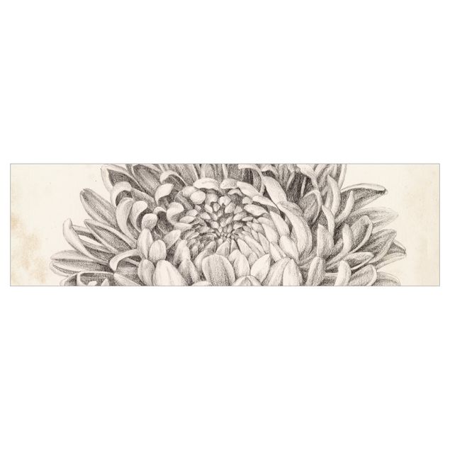 Küchenrückwand Folie Blumen Botanische Studie Chrysantheme II