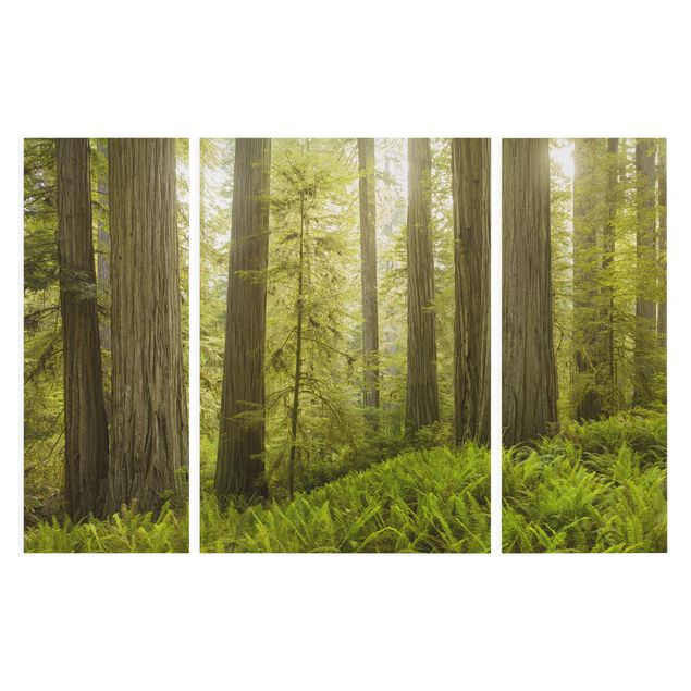 Wanddeko grün Redwood State Park Waldblick