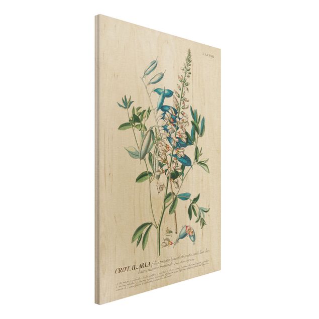 Wanddeko blau Vintage Botanik Illustration Hülsenfrüchte