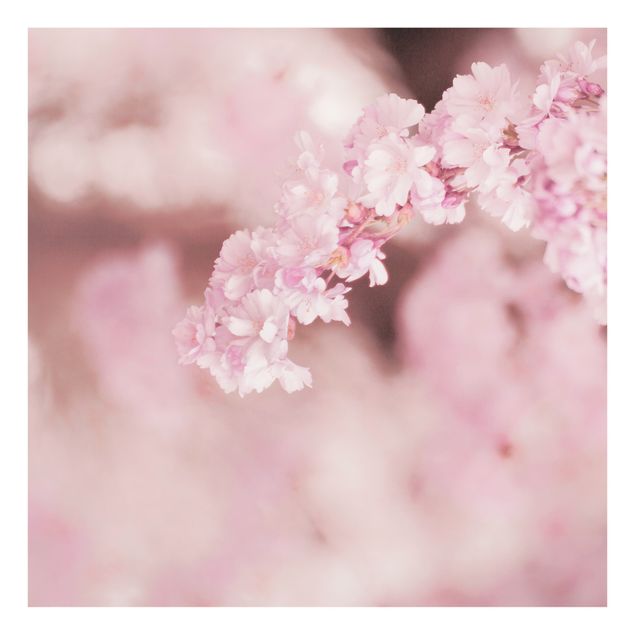Wanddeko Fotografie Kirschblüte im Violetten Licht