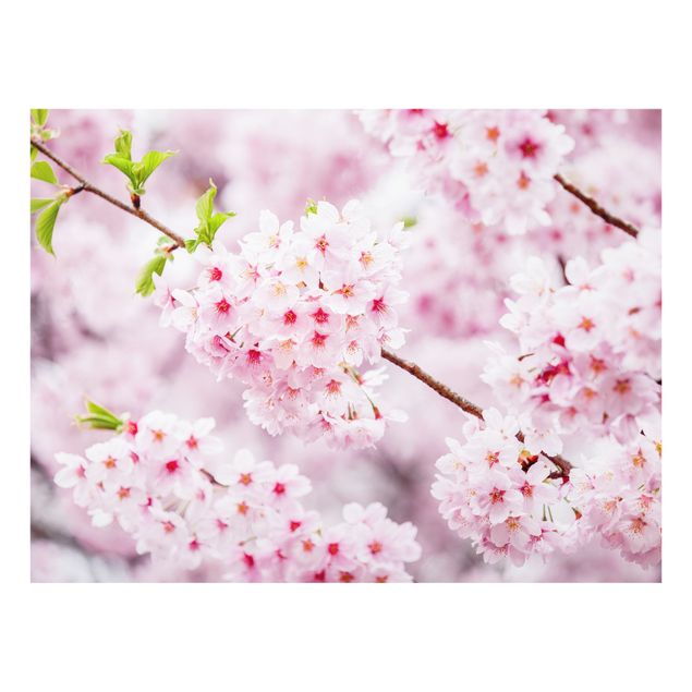 Wanddeko Asia Japanische Kirschblüten