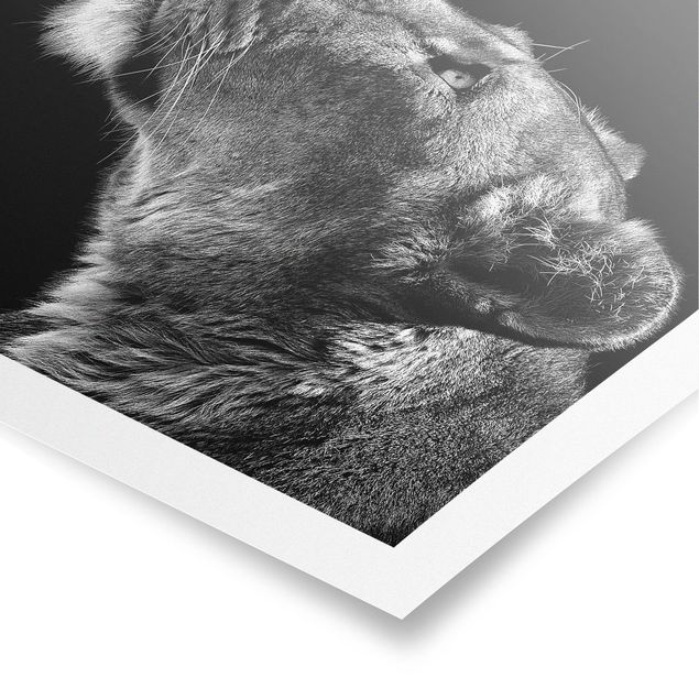 Wandbilder Löwen Portrait einer Löwin