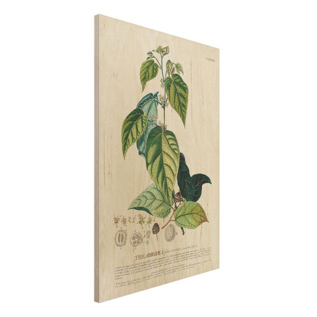 Wanddeko Schlafzimmer Vintage Botanik Illustration Kakao
