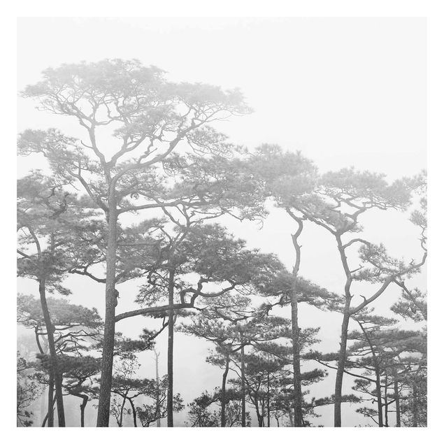 Wanddeko Büro Baumkronen im Nebel Schwarz Weiß