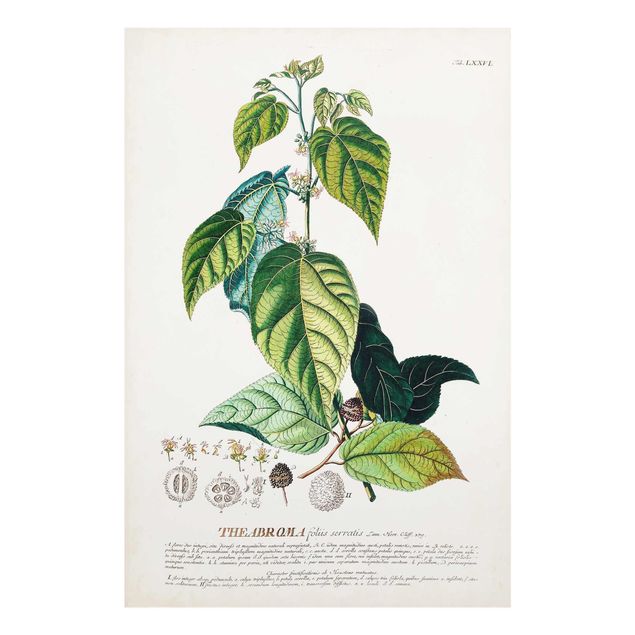 Wanddeko Büro Vintage Botanik Illustration Kakao