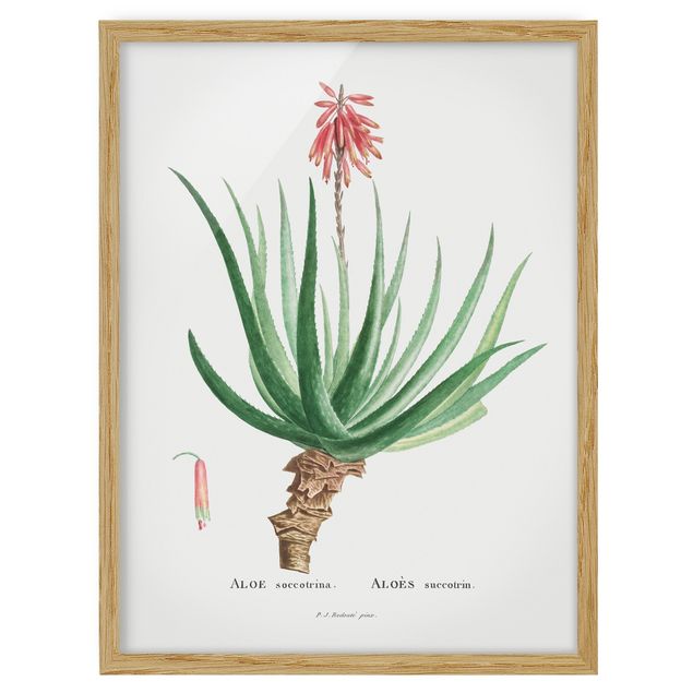 Wanddeko Esszimmer Botanik Vintage Illustration Aloe Rosa Blüte