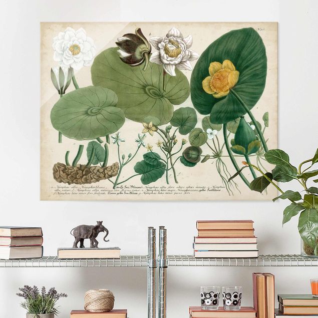 Wanddeko grün Vintage Illustration Weiße Wasserlilie