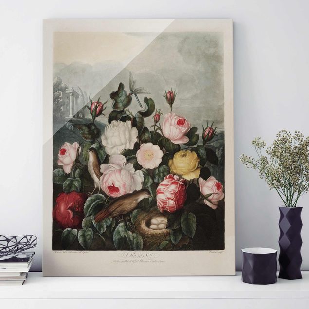 Glasbilder Rose Botanik Vintage Illustration Rosen
