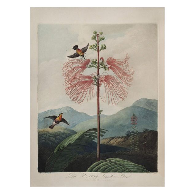 Wanddeko grün Botanik Vintage Illustration Blüte und Kolibri