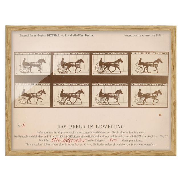 Wanddeko Flur Eadweard Muybridge - Das Pferd in Bewegung