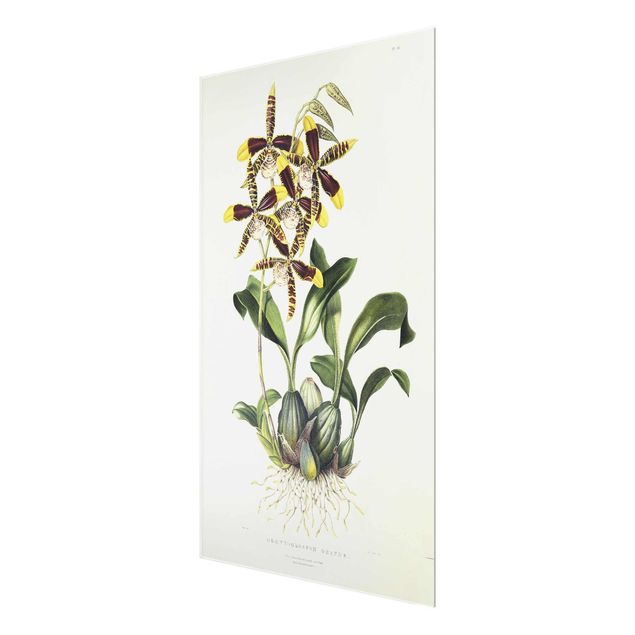 Wanddeko Blume Maxim Gauci - Orchidee II