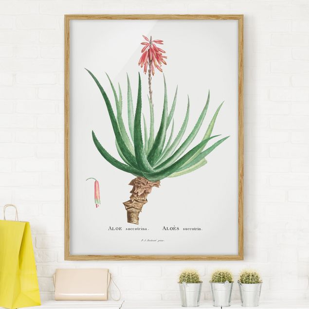 Wanddeko Wohnzimmer Botanik Vintage Illustration Aloe Rosa Blüte
