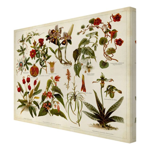 Wanddeko Pflanzen Vintage Lehrtafel Tropische Botanik II