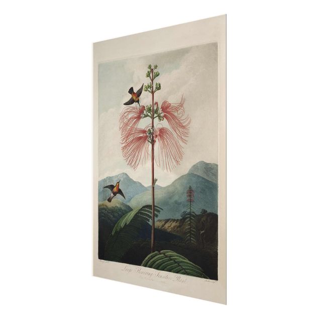 Deko Pflanzen Botanik Vintage Illustration Blüte und Kolibri
