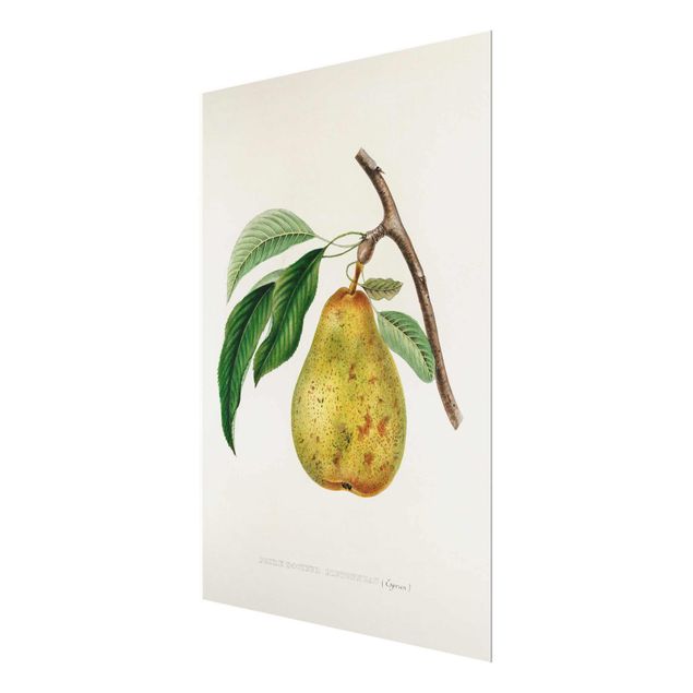 Deko Obst Botanik Vintage Illustration Gelbe Birne