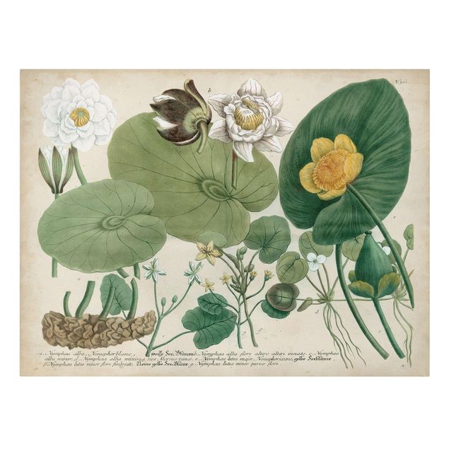 Wanddeko Flur Vintage Illustration Weiße Wasserlilie
