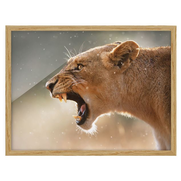Wanddeko Esszimmer Löwin auf der Jagd