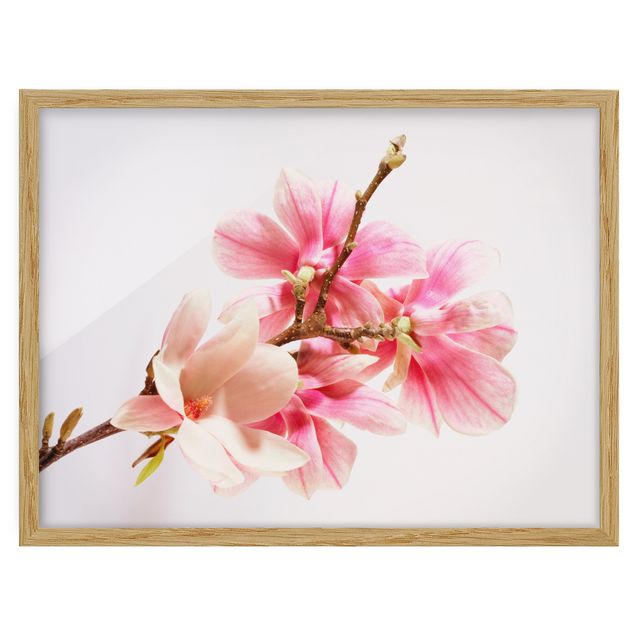 Wohndeko Blume Magnolienblüten