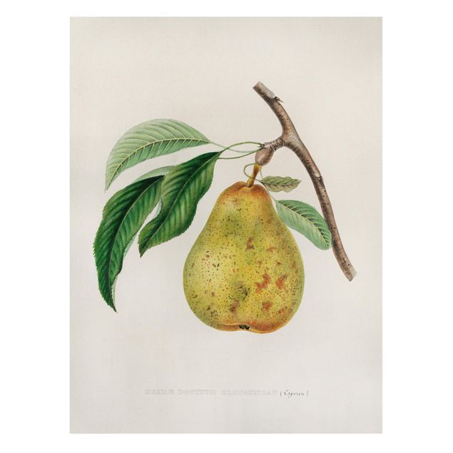 Deko Pflanzen Botanik Vintage Illustration Gelbe Birne