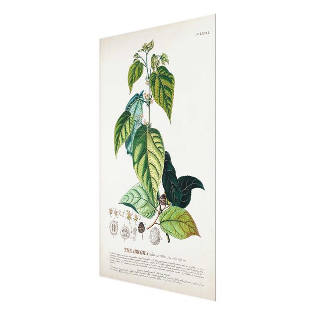 Wanddeko Pflanzen Vintage Botanik Illustration Kakao