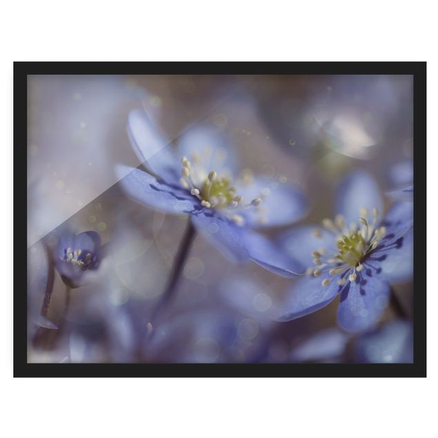 Wanddeko Blume Anemonen in Blau