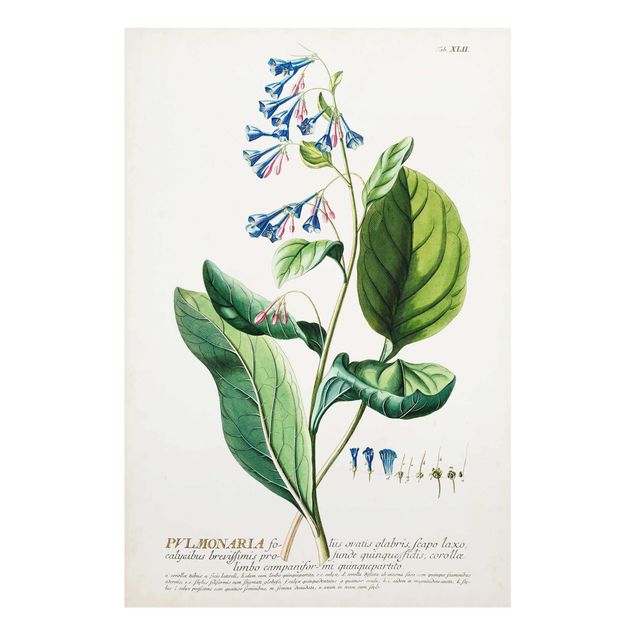 Deko Pflanzen Vintage Botanik Illustration Lungenkraut