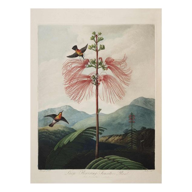 Wanddeko Büro Botanik Vintage Illustration Blüte und Kolibri