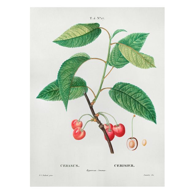 Wohndeko Pflanzen Botanik Vintage Illustration Rote Kirschen
